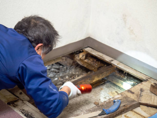 Best Certified Mold Removal  in Dover, NH