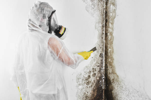 Best Mold Testing  in Dover, NH