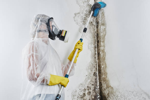Home Mold Removal in Dover, NH