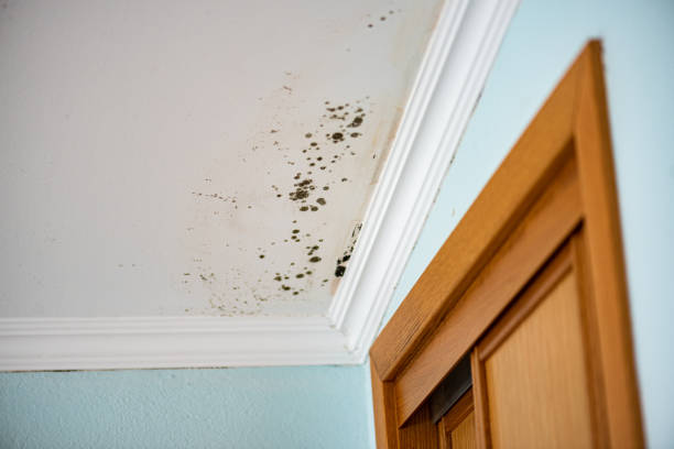 Best Crawl Space Mold Removal  in Dover, NH
