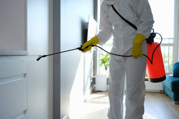 Best Attic Mold Removal  in Dover, NH