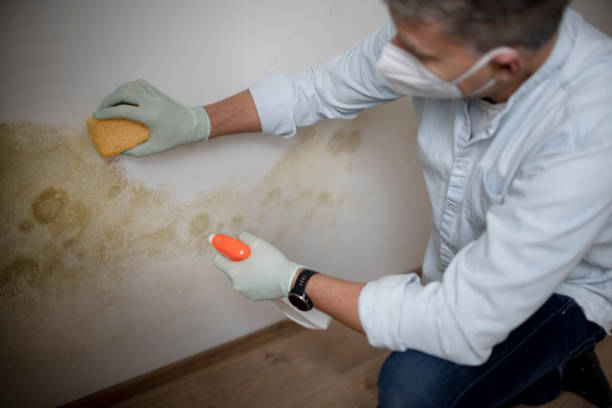 Best Fast Mold Removal  in Dover, NH