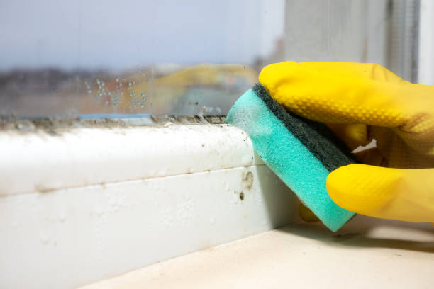 Best Mold Remediation  in Dover, NH