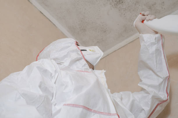 Best Professional Mold Removal  in Dover, NH