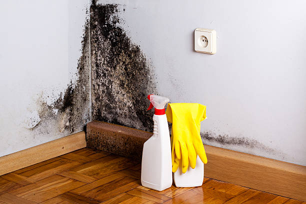 Best Mold Damage Repair  in Dover, NH