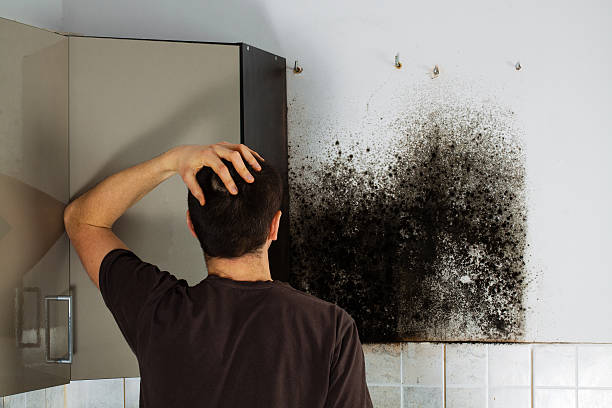Best Office Mold Removal Services  in Dover, NH