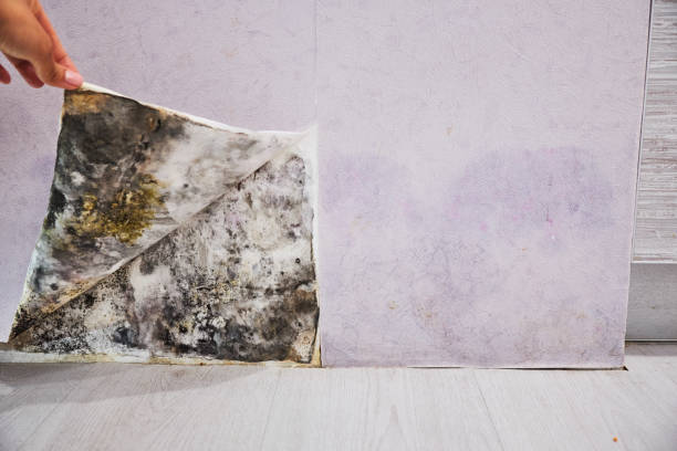 Best Local Mold Removal Service  in Dover, NH